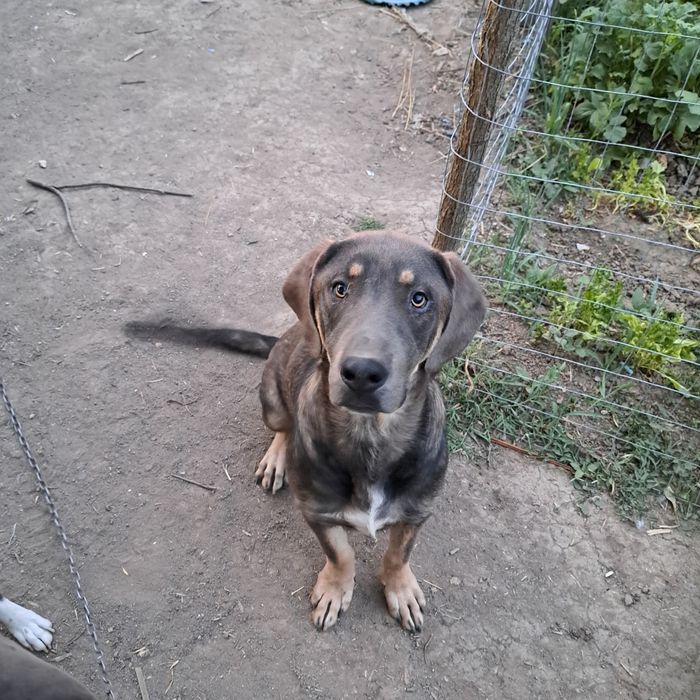 Câini de donate in caras Severin