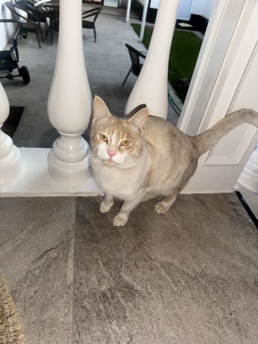 Mushuk кошка отдам даром