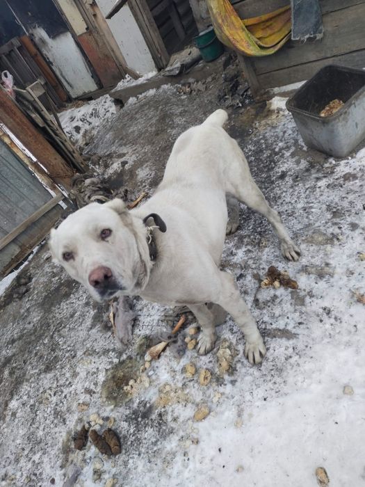 Продам Алабая Белый