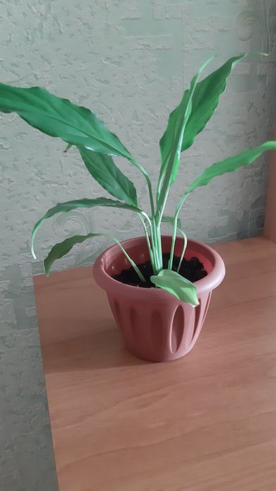 Домашние             цветы