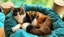 Pisică Maine Coon- superba Freea