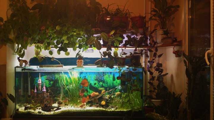 Продавам празен аквариум БЕЗ ТЕЧОВЕ  в перфектно състояние