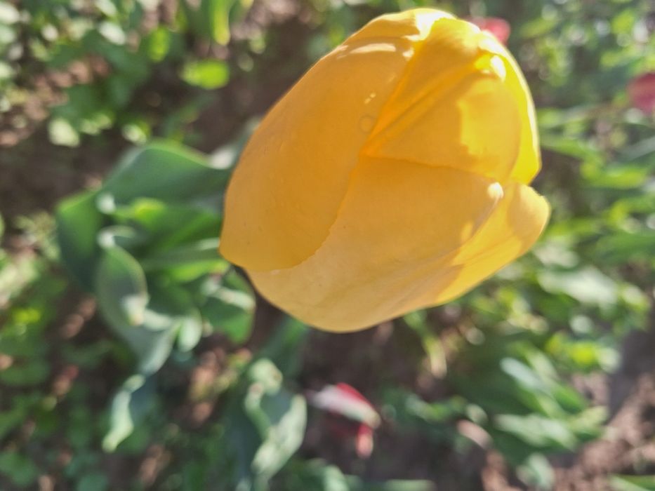 Har xil rangli lolalar narsis va geosintlar