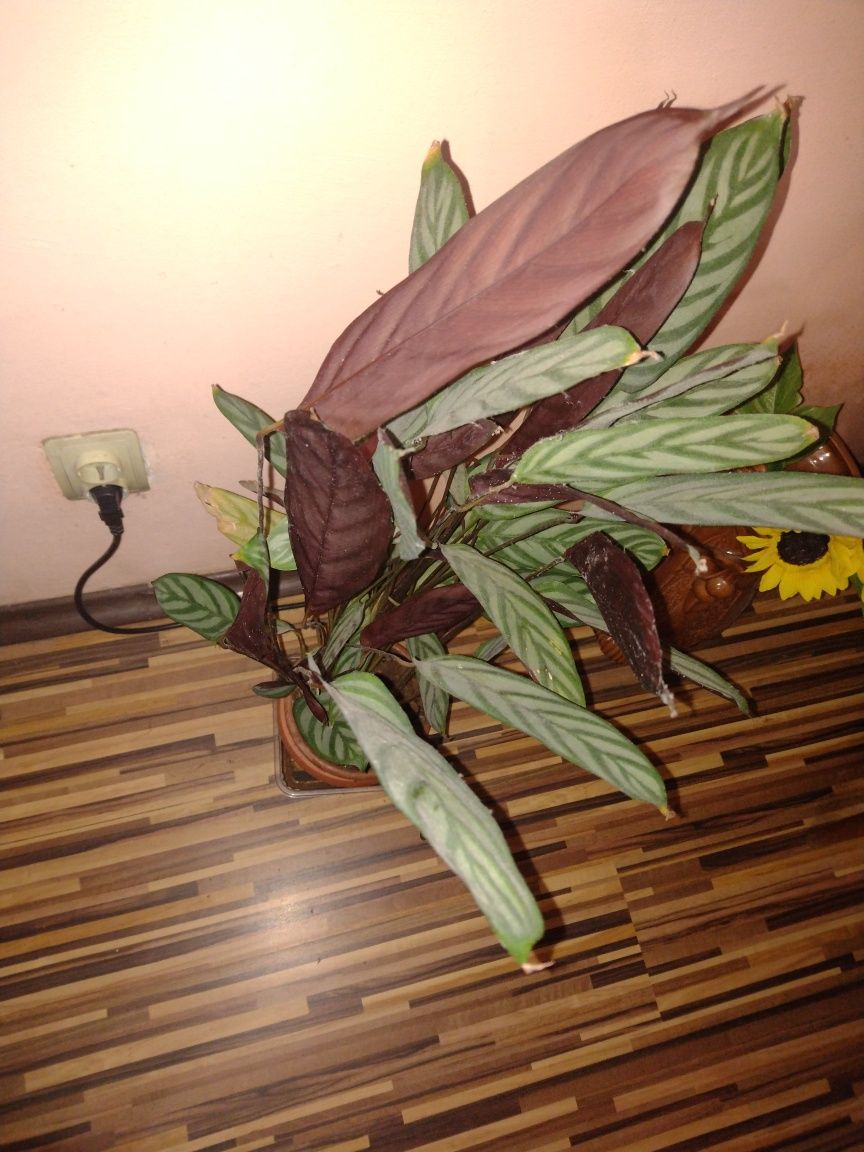 Calathea Oppenheimiana - planta care se roaga
 care se roaga