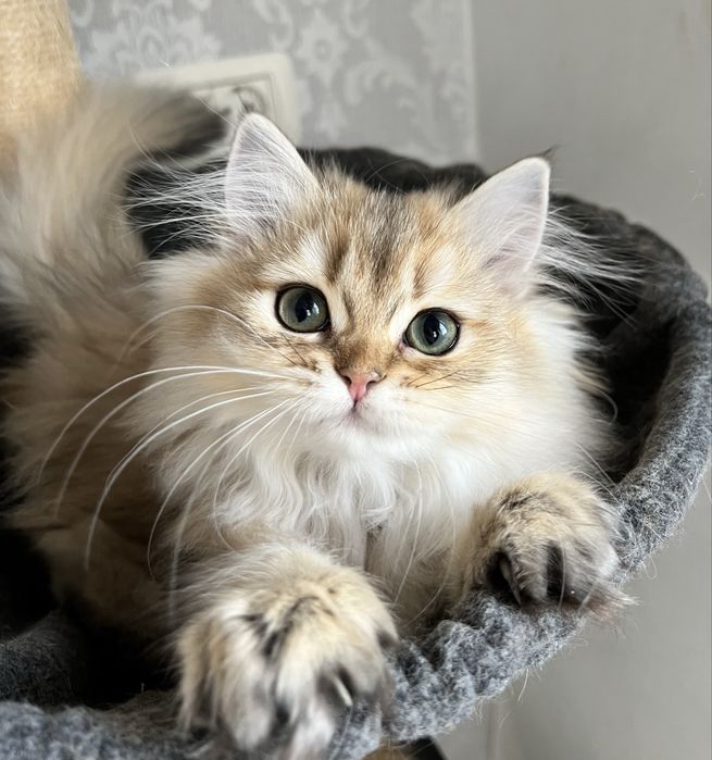 Pisica british cu pedigree