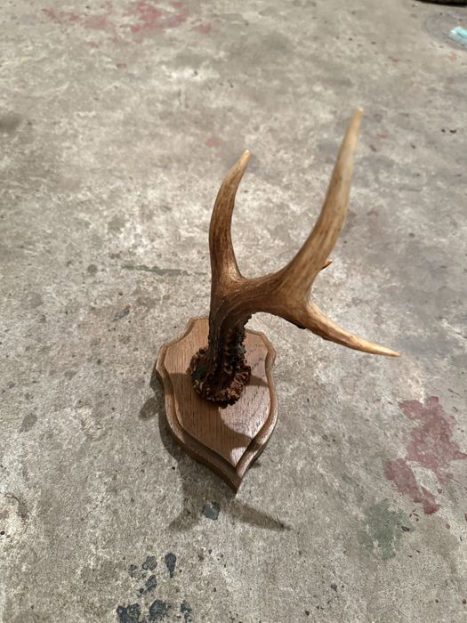 Продавам рог от сръндак