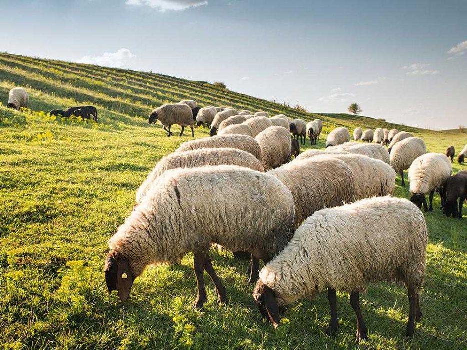 Продавам 15–20 овце Мириносова – право на избор! За гледане!