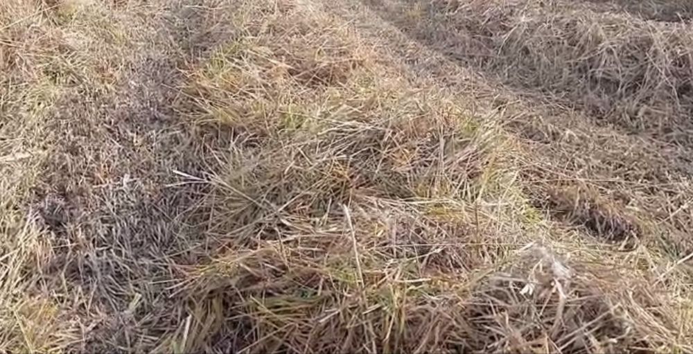 Түймекенте шөп бар сатылатын срочно 600 тг ден 570 прес бәрін алса 500