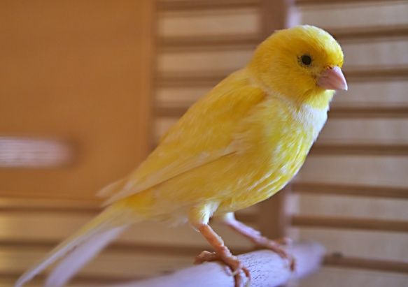 2 perechi de Canari