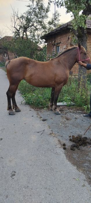 Vând iapa de 5 ani gestanta de 5 luni