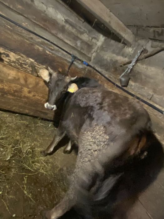 Vand giurinca un an jumate