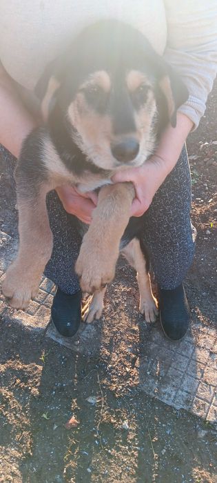 Подарявам кученца