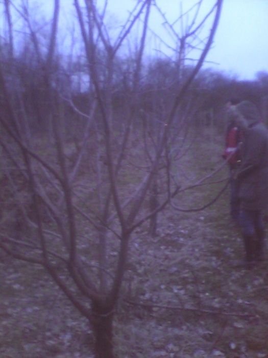 Taieri pomi fructiferi,arbusti,mur,coacaz,zmeur,trandafir,vita de vie