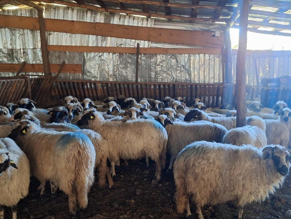 Vând 52 de oi urgent