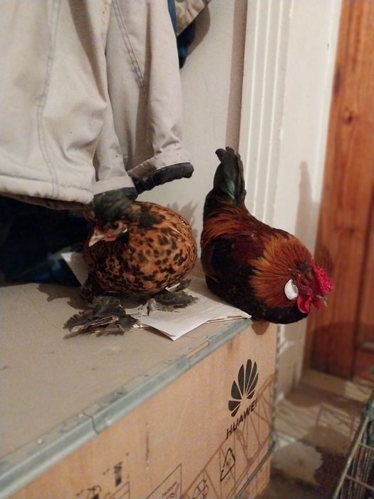 Япон хороз ва товуклар сотилади