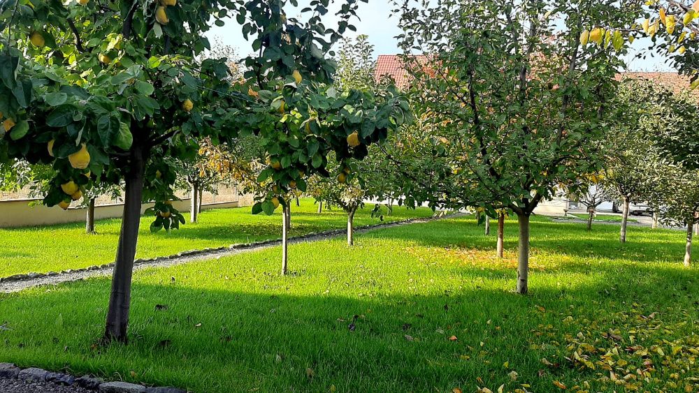 Dulceata ecologica de gutui, livada si productie proprie,720 ml/borcan