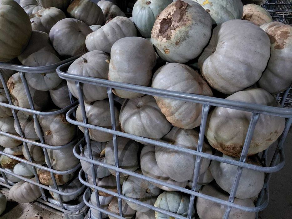 Vand dovleci placintari calitatea 1