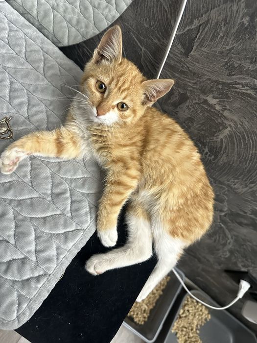 Отдам котенка в добрые руки