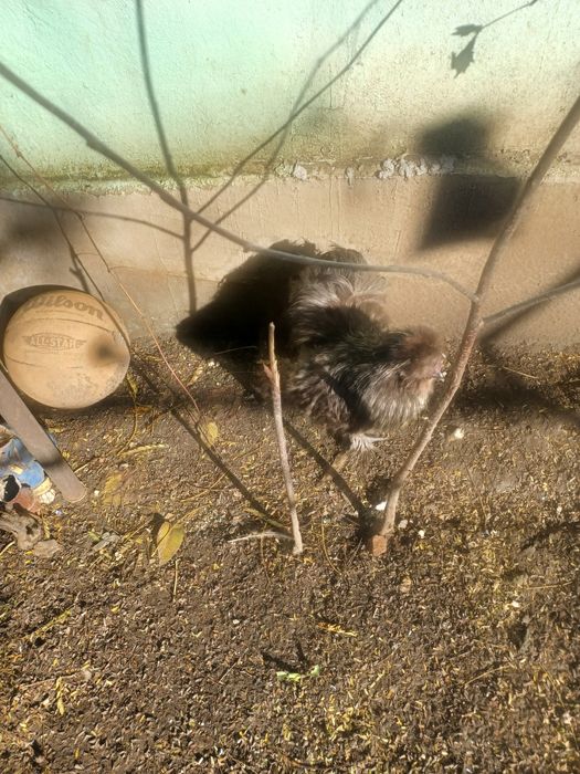 Vând găini mătase japonez