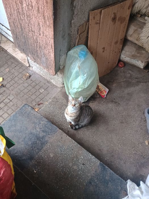 Подарявам женско коте