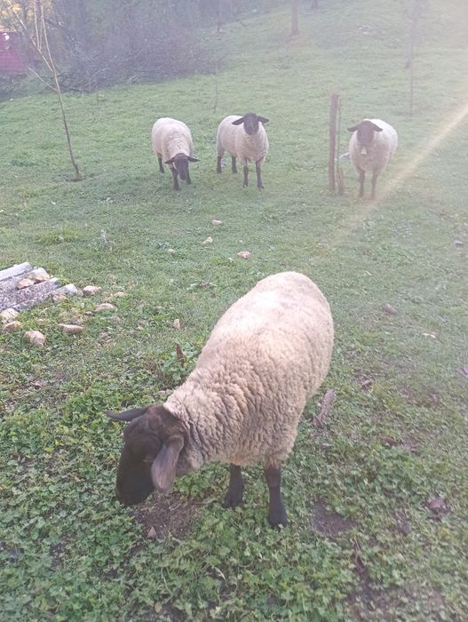 Vând trei oi și un berbec