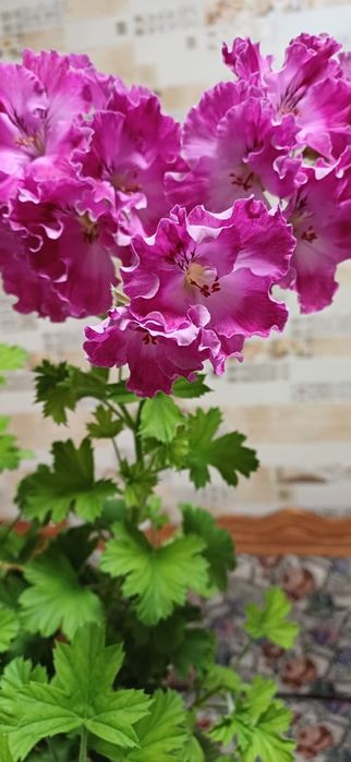 Пеларгония королевская цветёт