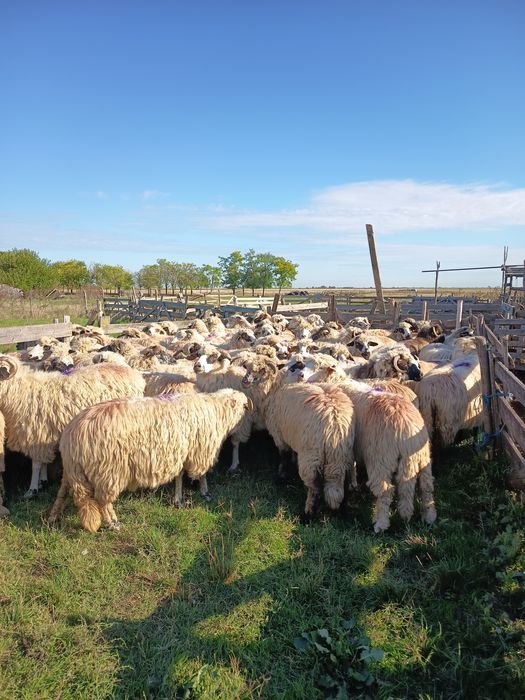 Vând oi.                                  .