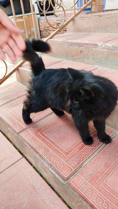 Mushuk zotdor mexr bilan boqish kerak