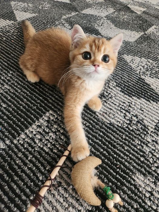 Zalataya shinshila sotladi