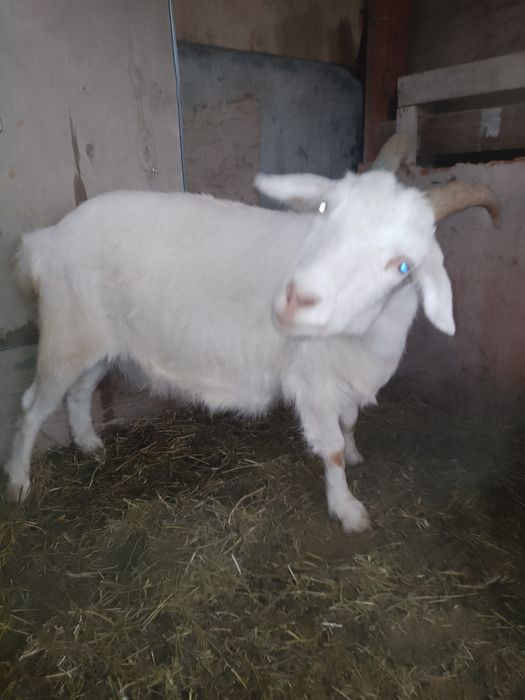 Продам козла и козу