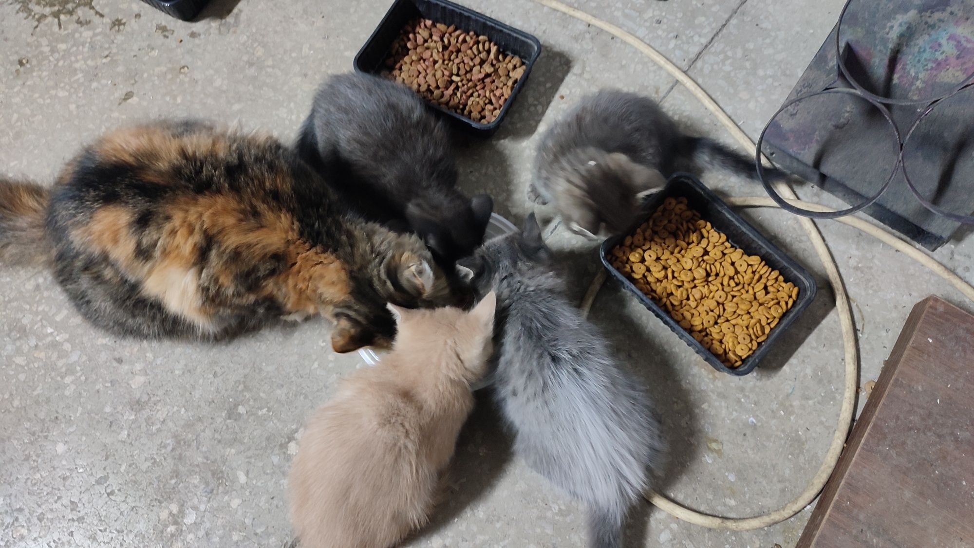 Котята бесплатно