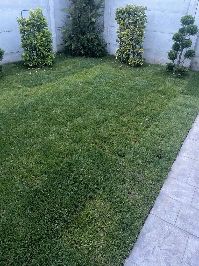Gazon rulouri verzi