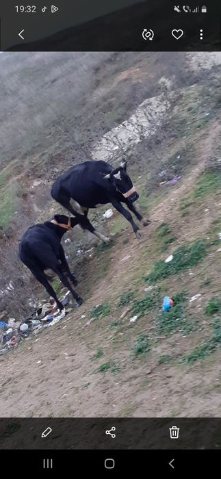 Vaca si vitica de vanzare