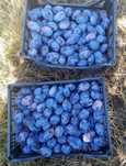 Prune de țuică pălincă