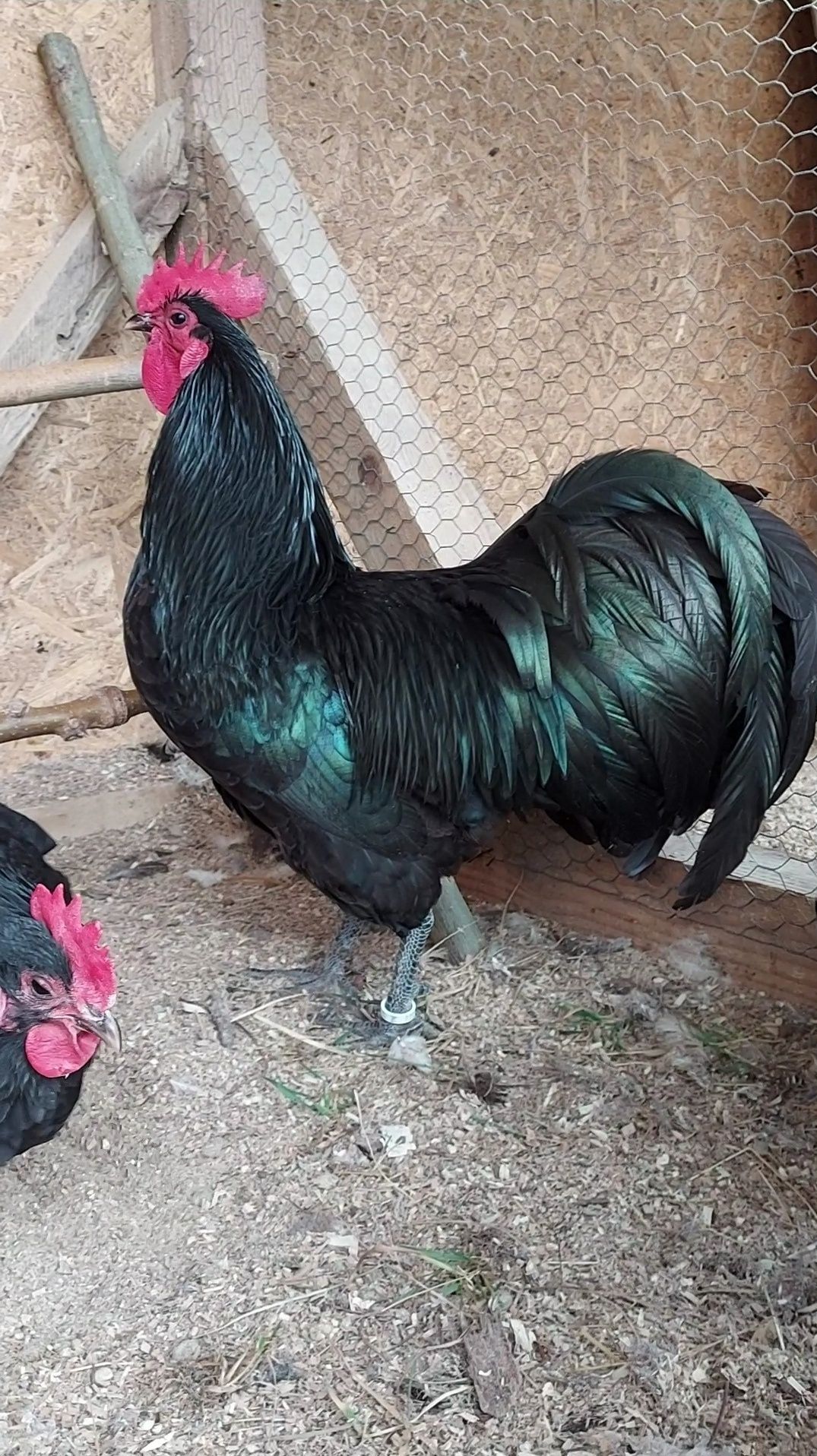 Pui australorp negru