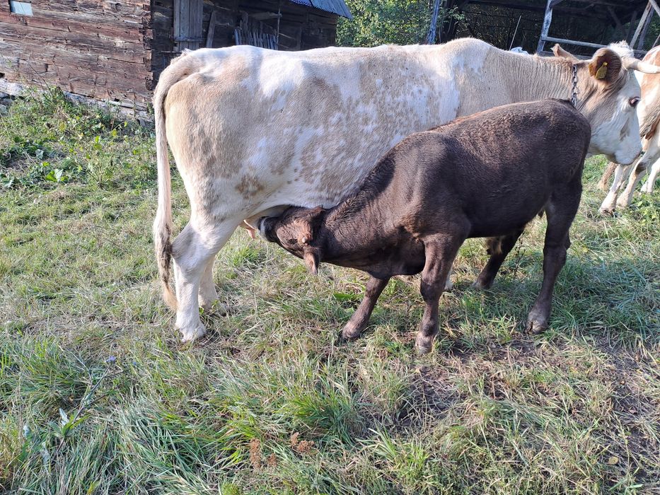 Vând 2 vaci și 4 viței!