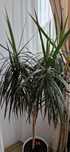 Planta exotica de apartament DRACENA