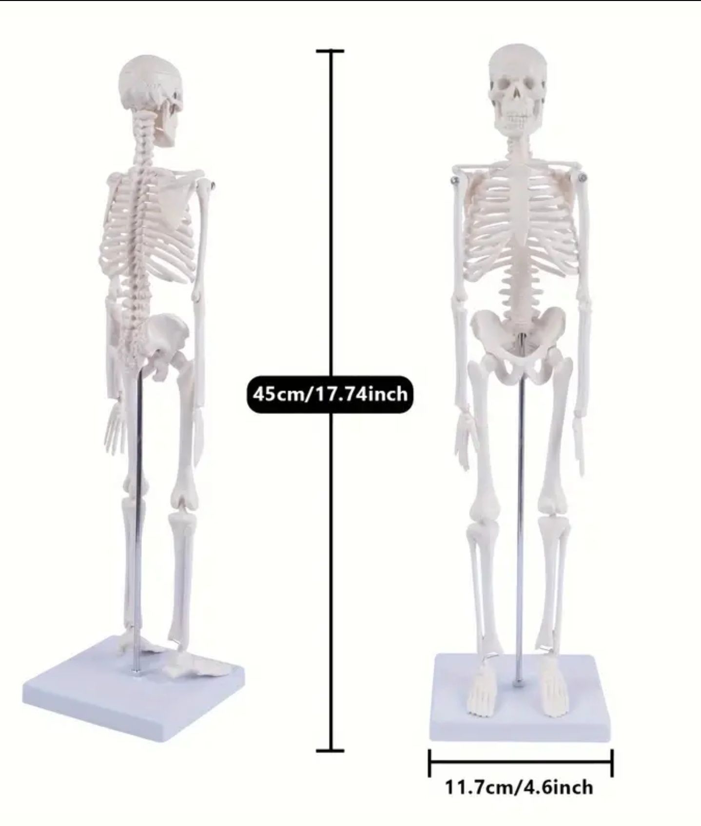 Schelet uman - anatomie educatie