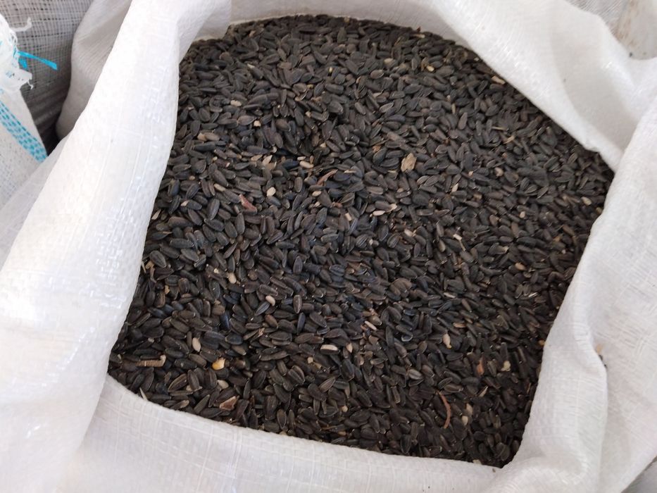 Vând Floarea Soarelui