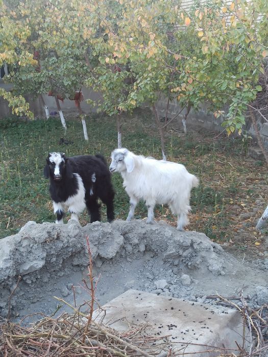 Семизгина эчкичала сотилади