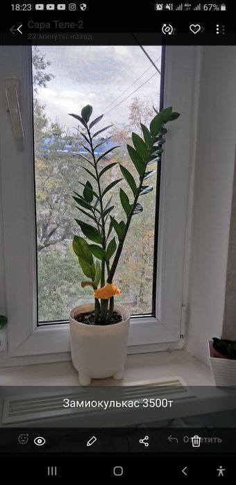 Продам  красивый цветок - Замиокулькас