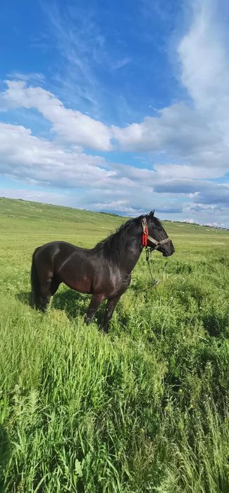 Mânz castrat, 3 ani jumate