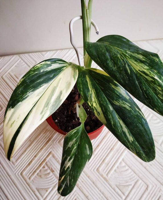 Филодендрон Кобра - редкая яркая красавица