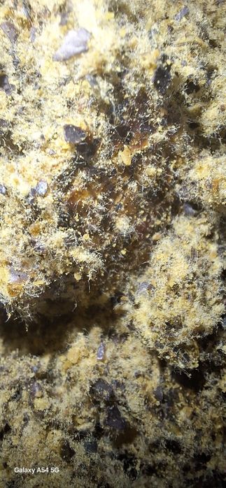 Ekalogik toza kunjara