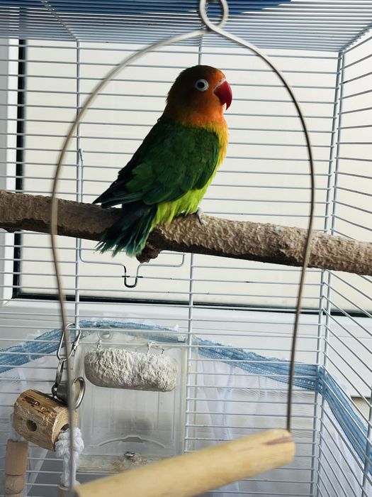 Agapornis fisher pui