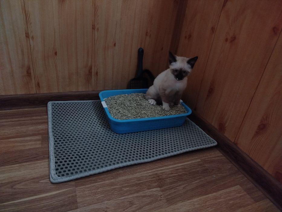 Сиамский котенок  порода