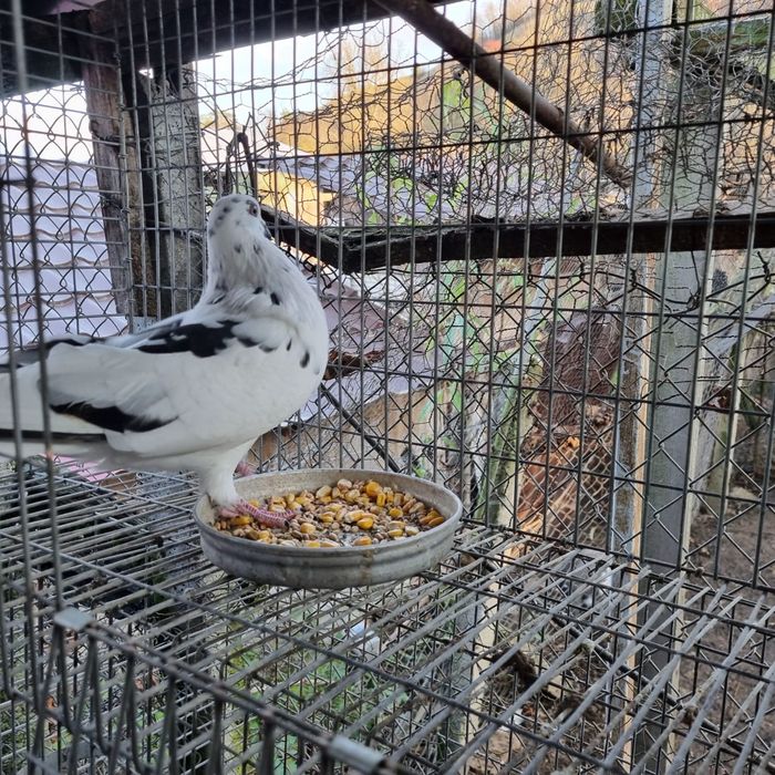 Porumbei diverse rase