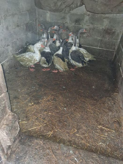 Gaste românești 12 buc 120 de lei pe bucata