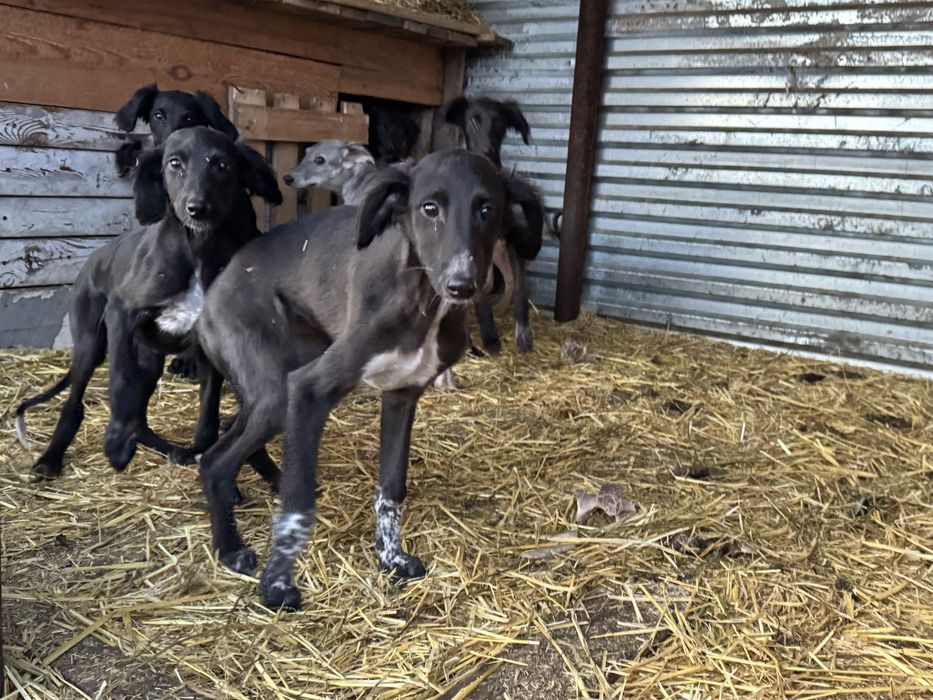 Тазы щенки (три мясяца)