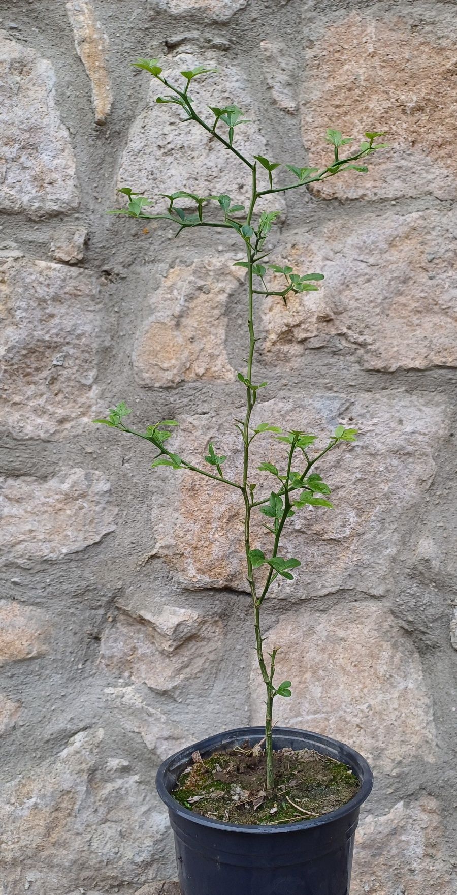 Див лимон / Poncirus trifoliata / Понцирус